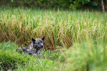 Dog