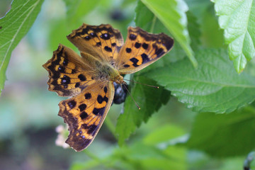 ランタナの実にとまるキタテハ