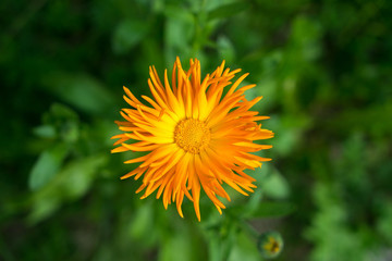 Beautiful orange spring flower closeup