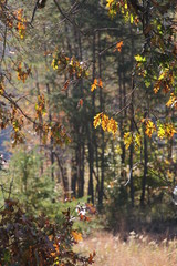 autumn leaves in forest