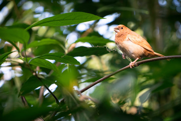 Exotic Tropical Bird At Boedel Conservatory Vancouver Canada