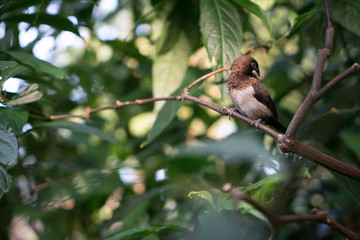 Exotic Tropical Bird At Boedel Conservatory Vancouver Canada