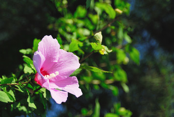 Obraz premium 花 素材