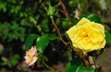 花　素材