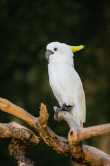 White parrot