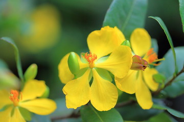 yellow flower