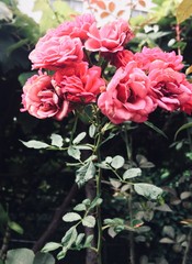 pink rose in the garden