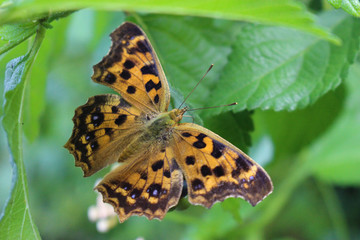 ランタナの実にとまるキタテハ