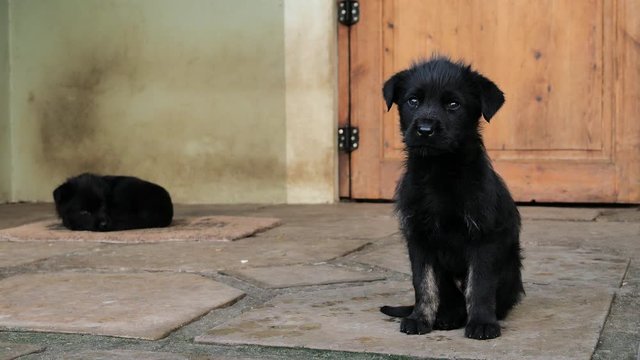Cute black puppy turning its head quizzically