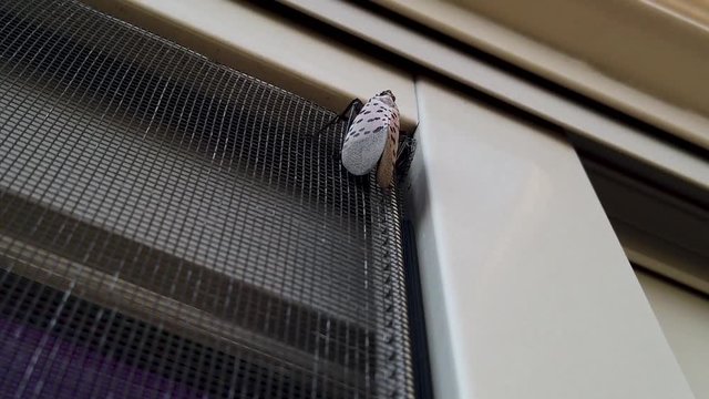 Spotted Lanternfly Slowly Walks Up Screen Of Patio Deck Door In Pennsylvania