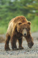 Obraz na płótnie Canvas Coastal Brown Bear taken in Lake Clark NP Alaska