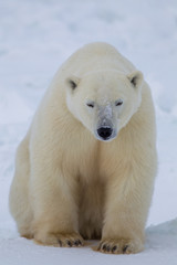 Obraz na płótnie Canvas Polar Bear taken north of Churchhill Manatoba, Canada