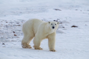 Naklejka na ściany i meble Polar Bear taken north of Churchhill Manatoba, Canada