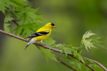 American Goldfinch adult male taken in southern MN