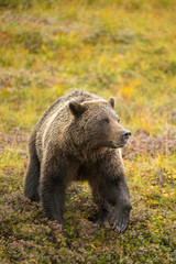 Grizzly Bear taken in Denali National Park Alaska