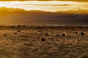 Sage Grouse lek at sunrise taken in Colorado in the wild