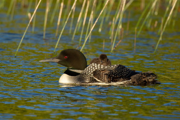 Common Loon adult with chicks taken in central MN