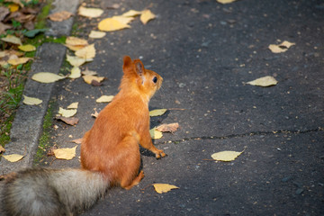 Red squirrel sits on an asphalt road covered with autumn leaves