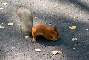 Red squirrel sits on asphalt road covered autumn leaves and seeds