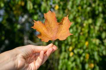 Yellow wilted big maple leaf in hand on green background