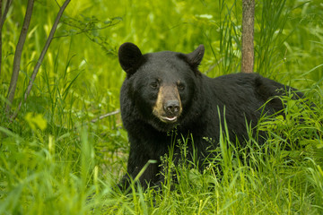 Black Bear taken in northern MN in the wild