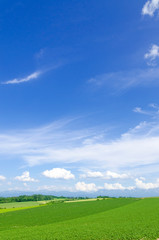 Fototapeta premium 北海道 美瑛 青空と穀倉地帯