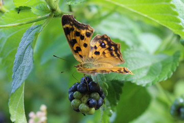 ランタナの実にとまるキタテハ