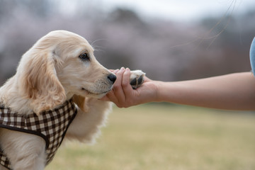 道の駅かつやま_ゴールデンレトニエル