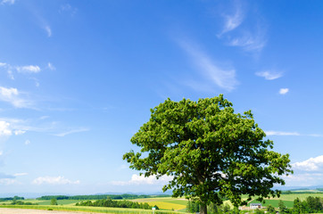 北海道 美瑛 青空と穀倉地帯 Wall Mural Wallpaper Murals Rujin