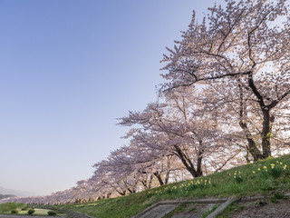 角館　桜