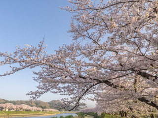 角館　桜