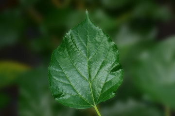  Leaves In addition to having beautiful green leaves Makes us feel comfortable when looking