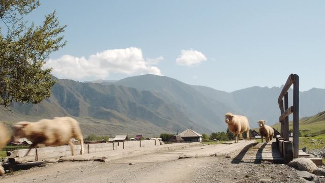 Herd Of Sheep Running On A Bridge In The Countryside