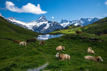 Bachalpsee, Cow