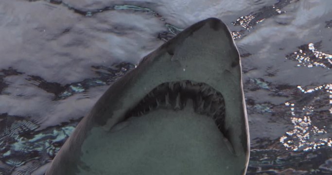 Portrait of a Grey Nurse Shark, Ragged-Tooth Shark, Sand Tiger Shark