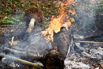 Orange flames and white-gray smoke from the burning of roots and old trees, polluting the weather.