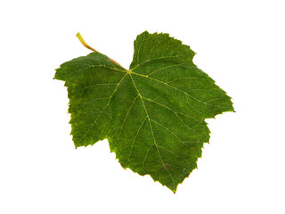 green leaf isolated on white background