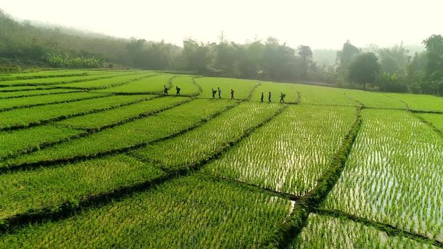 4k Video shot aerial view by drone. Rice Field on sunrise. Bird eye view on paddy . farmer	