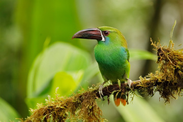 Chestnut-rumped Toucanet perched on an branch covered in epiphytes - Ecuador