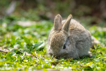 Naklejka na ściany i meble Rabbit eating grass outdoors