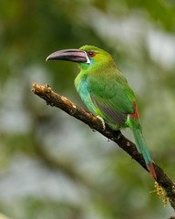 Chestnut-rumped Toucanet perched in a tropical forest - Ecuador