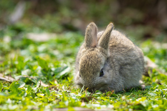 Rabbit Eating Grass Outdoors