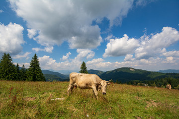 The cow grazed in the grass of the mountain