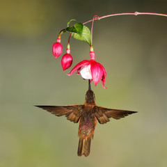 Male Shining Sunbeam feeding on a fuchsia flower in the moutain forest of Ecuador