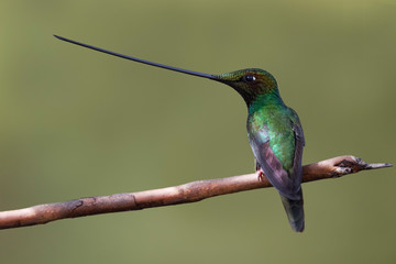 Male Sword-billed Hummingbird perched on a twig in the mountain forest of Ecuador