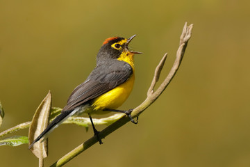 Male Spectacled Whitestart singing from a perch - Ecuador