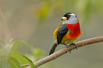 Toucan Barbet perched on a branch - Ecuador