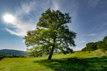 Fototapeta na wymiar Tree on the green hill on a summer day