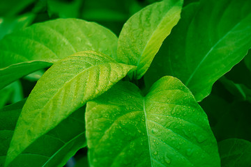 Fototapeta na wymiar Fresh and green leaves,Natural backgrounds.