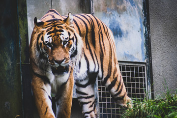 Rare Amur Tiger